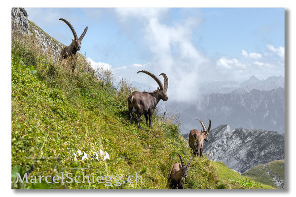 Steinbock/Alpstein Art.-Nr. MZ7-7879