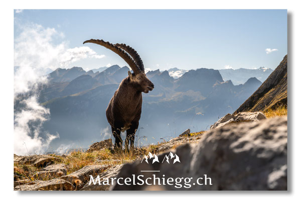 Marcel Schiegg, Marcel Schiegg Fotografie, Alpensteinbock, Steinbock, Wildtiere, Alpstein, Herbst