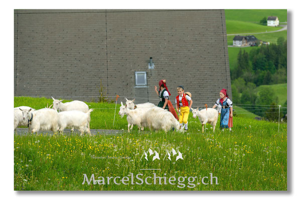 Marcel Schiegg Fotografie, Tradition, Brauchtum, Alpfahrt, Oeberefahre, Appenzell, Appenzellerland, Öberefahre, Alpstein
