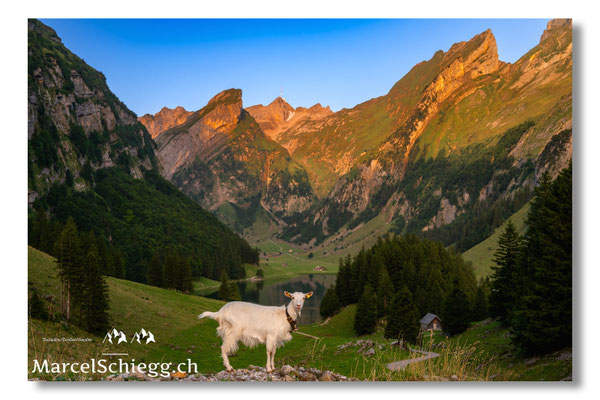 Seealpsee Art.-Nr. MZ8-6384/25