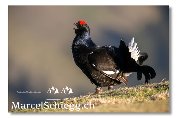 Marcel Schiegg, Marcel Schiegg Fotografie, Birkhuhn, Birkhuhnbalz, Balzplatz, Balzzeit, Wildtiere, Alpstein