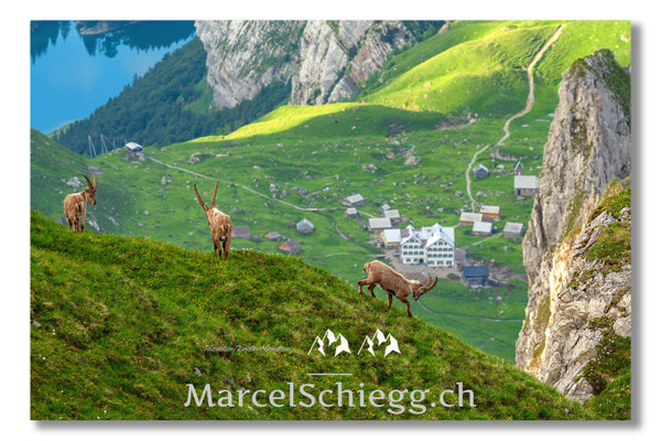 Steinbock/Alpstein Art.-Nr. MS5-3354