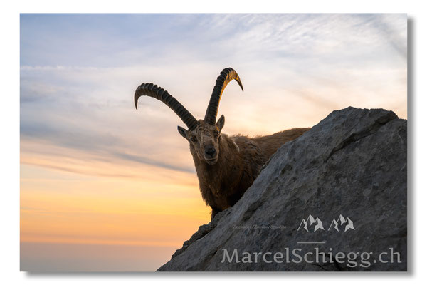 Steinbock/Alpstein Art.-Nr. MZ8-5320/25