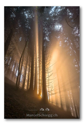 Appenzellerland/Im Wald Art.-Nr. MS8-3962-November