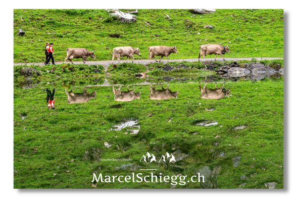 Marcel Schiegg Fotografie, Seealpsee, Alpstein, Tradition, Brauchtum, Alpfahrt, Oeberefahre, Appenzell, Braunvieh, Hornkuh