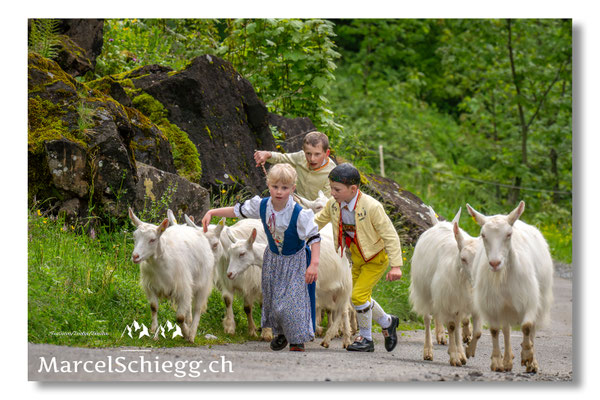Marcel Schiegg Fotografie, Alpstein, Seealp, Tradition, Brauchtum, Alpfahrt, Oeberefahre, Appenzell, Ziegen