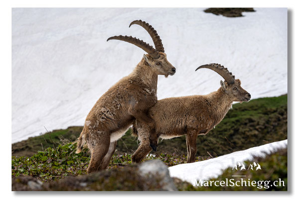 Marcel Schiegg, Marcel Schiegg Fotografie, Alpensteinbock, Steinbock, Wildtiere