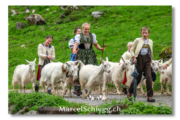 Marcel Schiegg Fotografie, Ziegen, Seealpsee, Alpstein, Tradition, Brauchtum, Alpfahrt, Oeberefahre, Appenzell