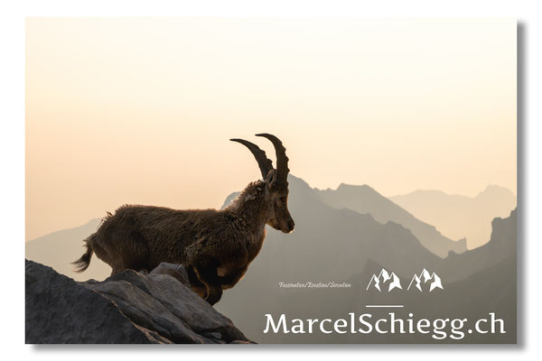 Marcel Schiegg, Marcel Schiegg Fotografie, Alpensteinbock, Steinbock, Wildtiere, Alpstein