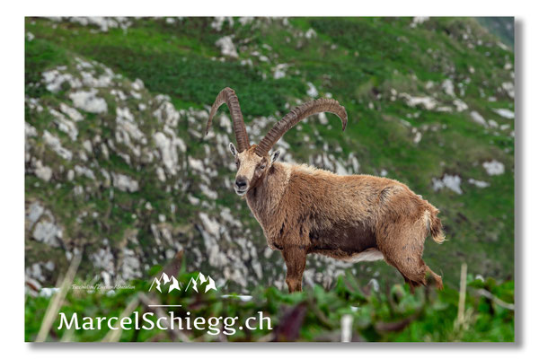 Steinbock/Alpstein Art.-Nr. MS5-2440/21