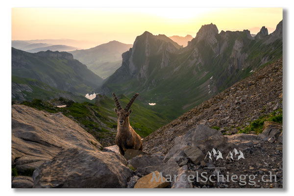 Marcel Schiegg, Marcel Schiegg Fotografie, Alpensteinbock, Steinbock, Wildtiere