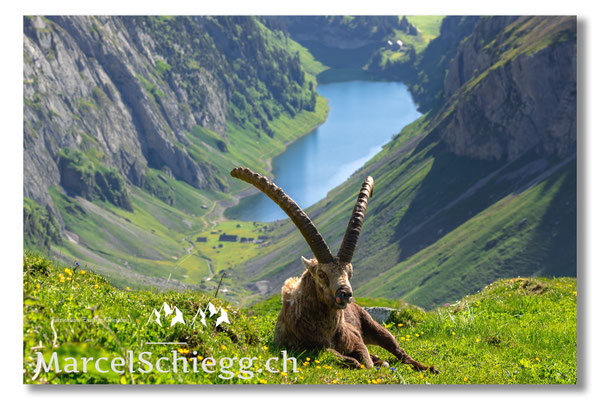 Marcel Schiegg, Marcel Schiegg Fotografie, Alpensteinbock, Steinbock, Wildtiere