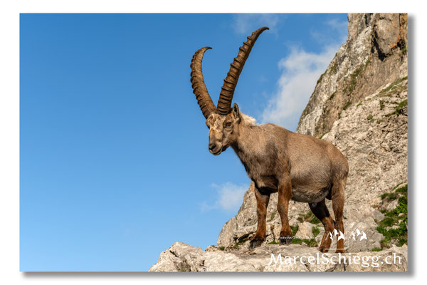 Steinbock/Alpstein Art.-Nr. MZ7-0618