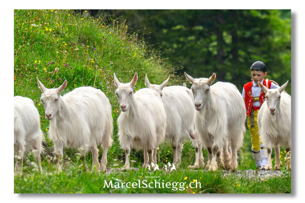 Marcel Schiegg Fotografie, Seealp, Alpstein, Tradition, Brauchtum, Alpfahrt, Oeberefahre, Appenzell, Ziegen