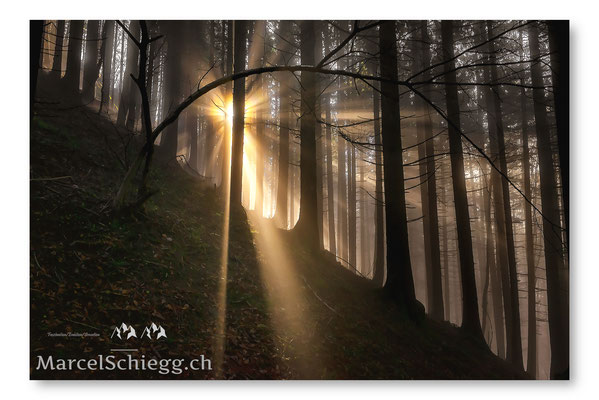 Appenzellerland/Im Wald Art.-Nr. MS8-3987-November