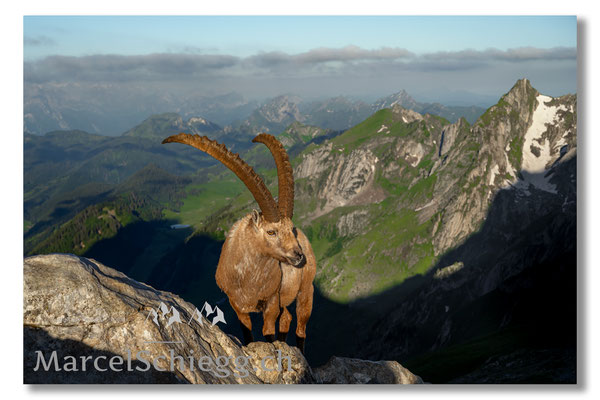 Steinbock/Alpstein Art.-Nr. MZ7-2849
