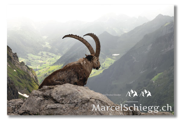 Steinbock/Alpstein Art.-Nr. MZ7-2637