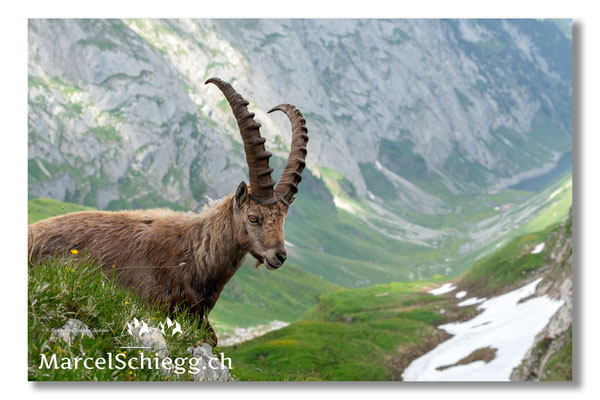 Steinbock/Alpstein Art.-Nr. MS5-4209