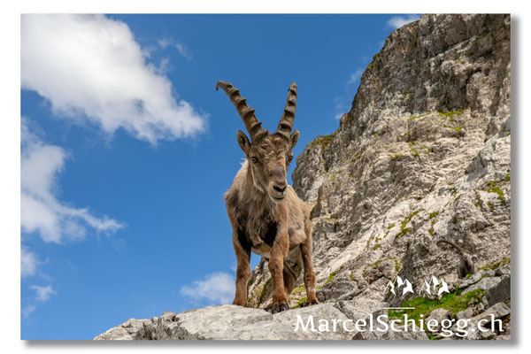 Steinbock/Alpstein Art.-Nr. MZ7-8624