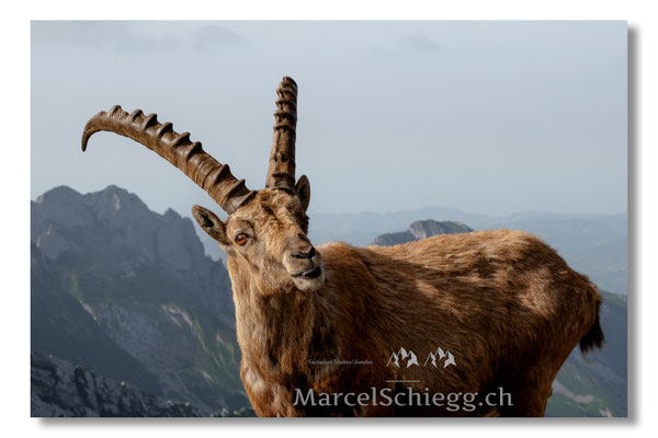 Marcel Schiegg, Marcel Schiegg Fotografie, Alpensteinbock, Steinbock, Wildtiere, Alpstein