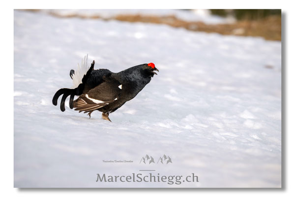 Marcel Schiegg, Marcel Schiegg Fotografie, Birkhuhn, Birkhuhnbalz, Balzplatz, Balzzeit, Wildtiere, Alpstein