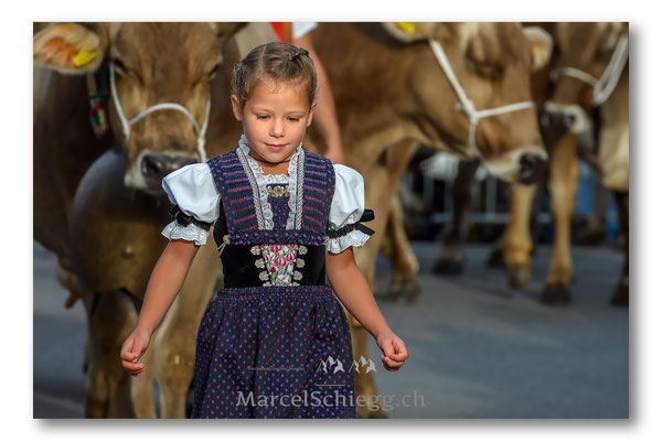 Vechschau/Viehschau Art.-Nr. MS5-6475-Oktober