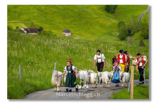 Marcel Schiegg Fotografie, Tradition, Brauchtum, Alpfahrt, Oeberefahre, Appenzell, Appenzellerland, Öberefahre, Alpstein