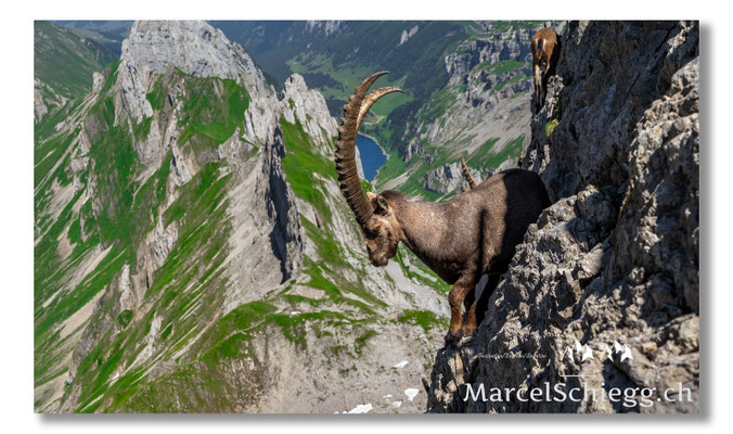 Steinbock/Alpstein Art.-Nr. MZ7-7332
