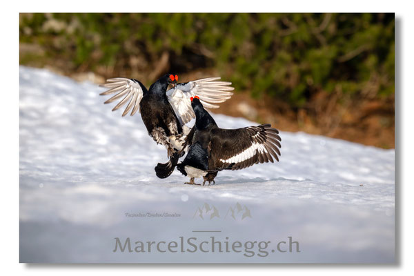 Marcel Schiegg, Marcel Schiegg Fotografie, Birkhuhn, Birkhuhnbalz, Balzplatz, Balzzeit, Wildtiere, Alpstein