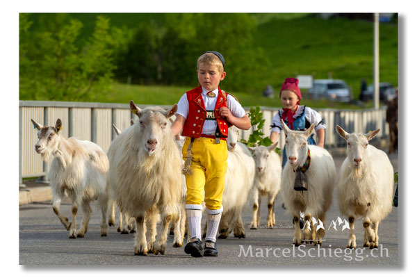 Marcel Schiegg Fotografie, Tradition, Brauchtum, Alpfahrt, Oeberefahre, Appenzell, Appenzellerland, Öberefahre