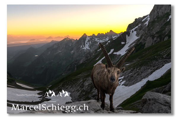 Steinbock/Alpstein Art.-Nr. MZ7-2724