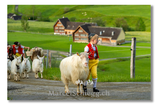 Marcel Schiegg Fotografie, Tradition, Brauchtum, Alpfahrt, Oeberefahre, Appenzell, Appenzellerland, Öberefahre, Alpstein