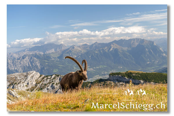 Steinbock/Alpstein Art.-Nr. MZ7-1984
