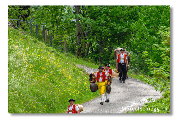 Marcel Schiegg Fotografie, Alpstein, Seealp, Tradition, Brauchtum, Alpfahrt, Oeberefahre, Appenzell, Senntumschellen