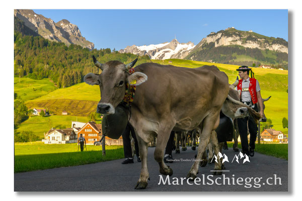 Marcel Schiegg Fotografie, Tradition, Brauchtum, Alpfahrt, Oeberefahre, Appenzell, Appenzellerland, Öberefahre, Alpstein