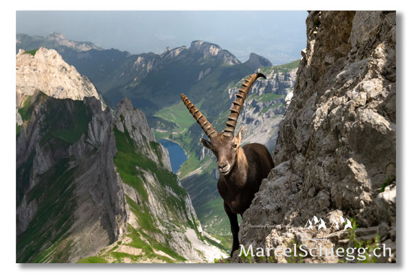 Steinbock/Alpstein Art.-Nr. MZ7-4864