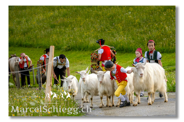Marcel Schiegg Fotografie, Tradition, Brauchtum, Alpfahrt, Oeberefahre, Appenzell, Appenzellerland, Öberefahre, Alpstein