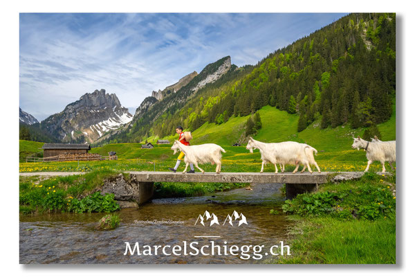 Marcel Schiegg Fotografie, Tradition, Brauchtum, Alpfahrt, Oeberefahre, Appenzell, Alpstein, Sämtis, Appenzellerziege