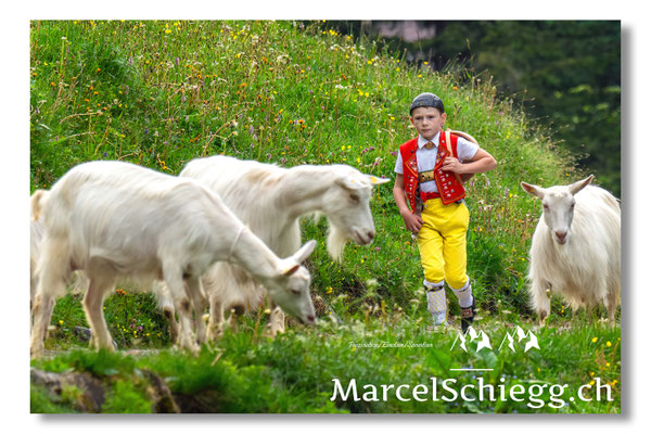Marcel Schiegg Fotografie, Seealp, Alpstein, Tradition, Brauchtum, Alpfahrt, Oeberefahre, Appenzell, Ziegen