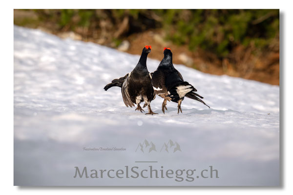 Marcel Schiegg, Marcel Schiegg Fotografie, Birkhuhn, Birkhuhnbalz, Balzplatz, Balzzeit, Wildtiere, Alpstein