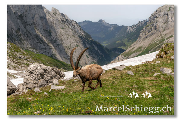 Marcel Schiegg, Marcel Schiegg Fotografie, Alpensteinbock, Steinbock, Wildtiere