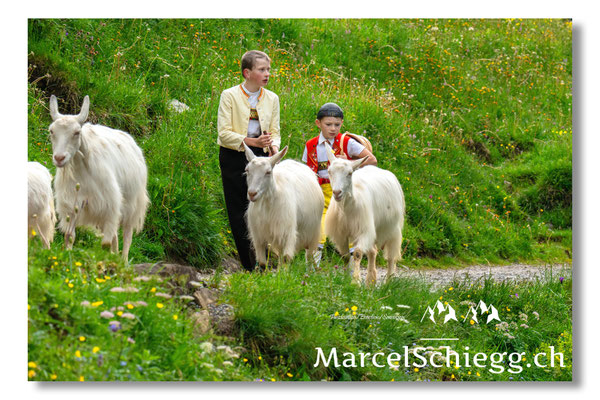 Marcel Schiegg Fotografie, Seealp, Alpstein, Tradition, Brauchtum, Alpfahrt, Oeberefahre, Appenzell, Ziegen