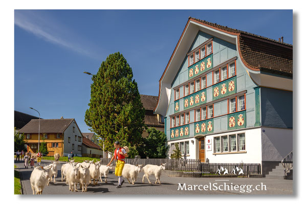 Marcel Schiegg Fotografie, Tradition, Brauchtum, Alpfahrt, Oeberefahre, Appenzell, Appenzellerland, Öberefahre, Blattenheimatstrasse