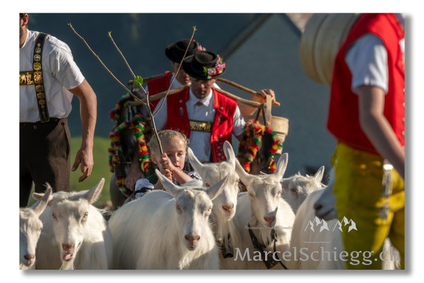 Marcel Schiegg Fotografie, Tradition, Brauchtum, Alpfahrt, Oeberefahre, Appenzell, Appenzellerland, Öberefahre, Alpstein