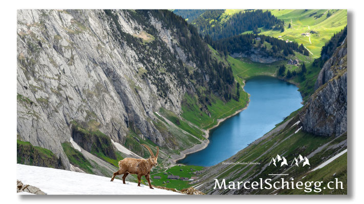 Steinbock/Alpstein Art.-Nr. 24MZ7-0016