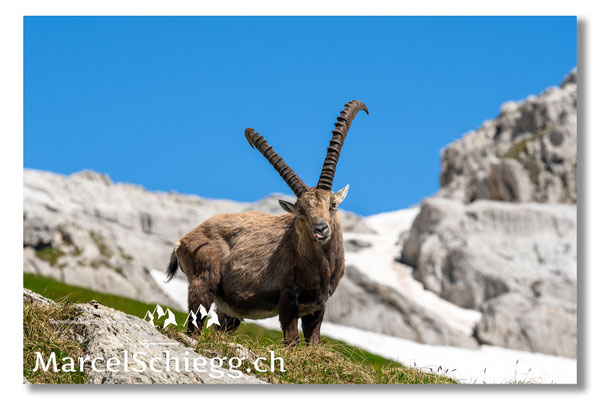 Steinbock/Alpstein Art.-Nr. MS5-5195