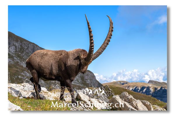 Steinbock/Alpstein Art.-Nr. MZ8-9840/25