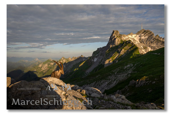 Steinbock/Alpstein Art.-Nr. MZ7-3666