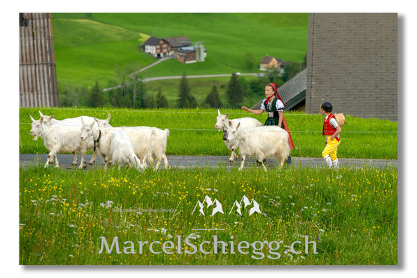 Marcel Schiegg Fotografie, Tradition, Brauchtum, Alpfahrt, Oeberefahre, Appenzell, Appenzellerland, Öberefahre, Alpstein