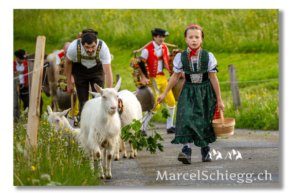 Marcel Schiegg Fotografie, Tradition, Brauchtum, Alpfahrt, Oeberefahre, Appenzell, Appenzellerland, Öberefahre, Alpstein
